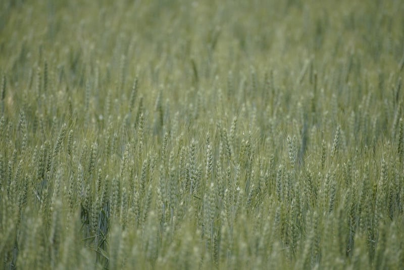 Crop Circles